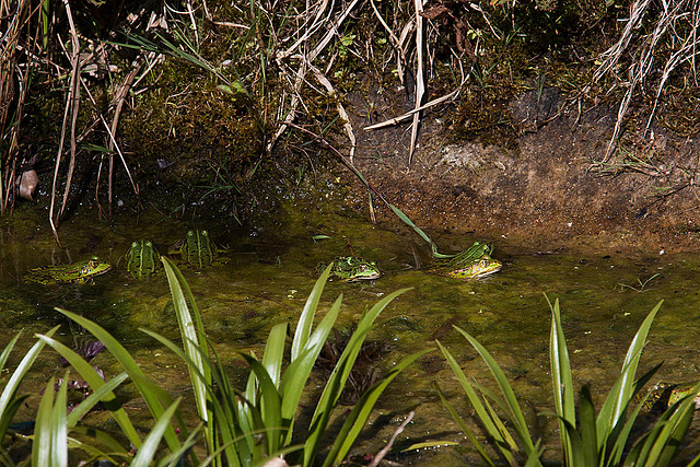20120608 0559RAw [D~LIP] Wasserfrosch (Rana esculenta), UWZ, Bad Salzuflen