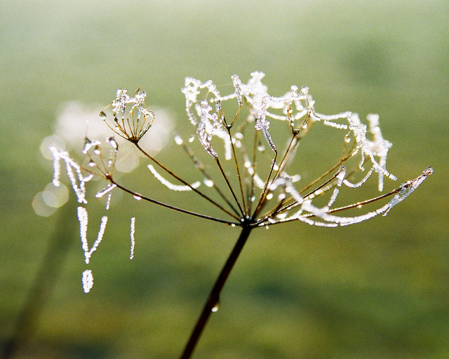 Icy cow parsley