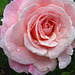 Pale pink rose after the showers