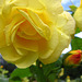 Raindrops on the yellow rose