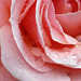 Tiny raindrops in the rose
