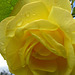 Raindrops on a yellow rose