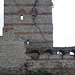 Murs de Théodose II, 1