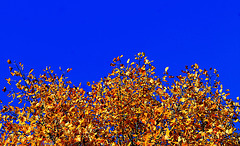encore du bleu........ en automne