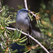 Blue-Gray Gnatcatcher (Polioptila caerulea)