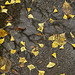 November Rain #2 – Public Garden, Boston, Massachusetts