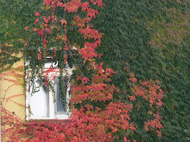 Herbstkleid für Münchenfenster