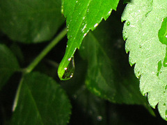Raindrop about to fall from the leaf