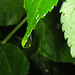 Raindrop about to fall from the leaf