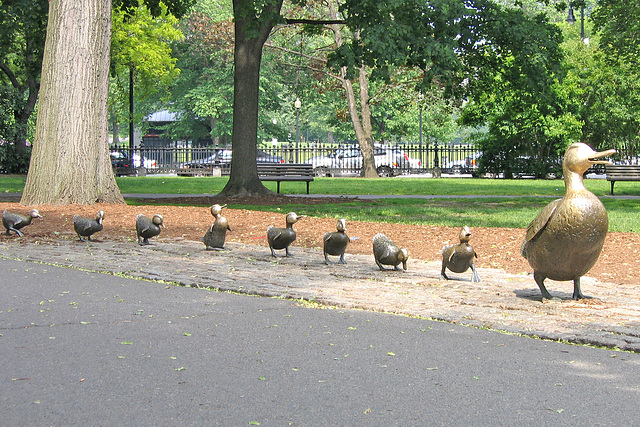 Lining Up Your Ducks – Public Garden, Boston, Massachusetts