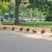 Lining Up Your Ducks – Public Garden, Boston, Massachusetts