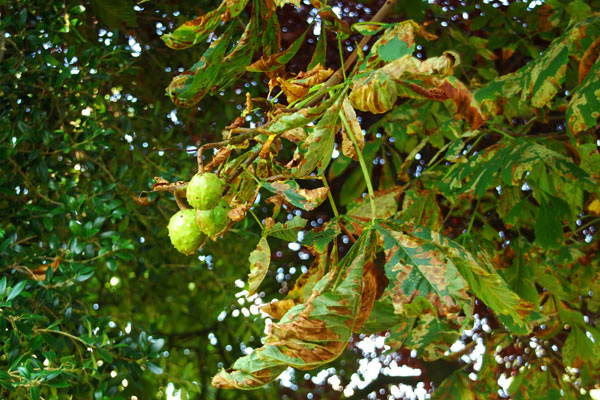 Chestnut trees still suffering this year