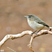 Mosquitero canario - (Phylloscopus canariensis)
