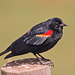 Red-Winged Blackbird (Agelaius phoeniceus)