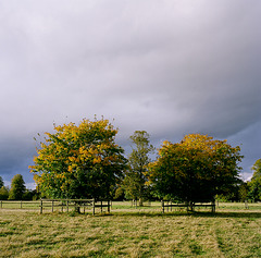 Two autumnal trees