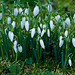 First snowdrops of spring