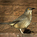 Curve-Billed Thrasher