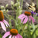 Sipping Echinacea-2 – Brookside Gardens, Wheaton, Maryland