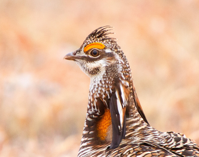Greater Prairie-Chicken Profile