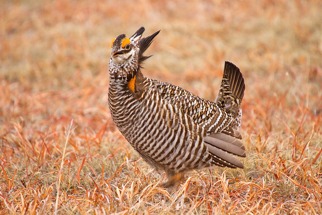 Greater Prairie-Chicken (Tympanuchus cupido)