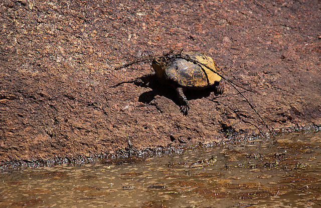 20120509 9395RTw [E] Schildkröte, Los Barruecos