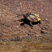 20120509 9395RTw [E] Schildkröte, Los Barruecos