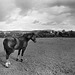 Sandridge from Sandridgebury plus horse