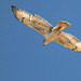 Ferruginous Hawk