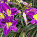 Purple d'Oro Daylily – Brookside Gardens, Wheaton, Maryland