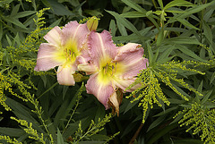Lilies – Brookside Gardens, Wheaton, Maryland