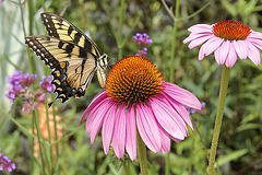 Sipping Echinacea-1 – Brookside Gardens, Wheaton, Maryland