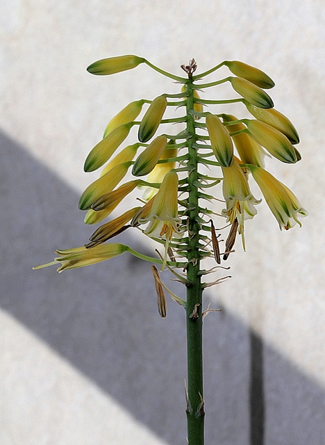 Aloe sp (3)