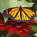Monarchial Patterns – Brookside Gardens, Wheaton, Maryland