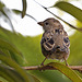 Gorrion moruno-Passer Hispaniolensis