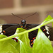 Darth Butterfly – Brookside Gardens, Wheaton, Maryland