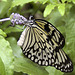 Marbled White Butterfly – Brookside Gardens, Wheaton, Maryland