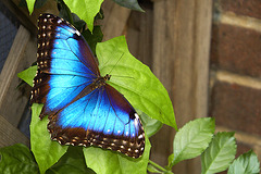Blue Morpho Butterfly – Brookside Gardens, Wheaton, Maryland