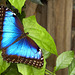 Blue Morpho Butterfly – Brookside Gardens, Wheaton, Maryland