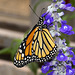 Monarch Butterfly – Brookside Gardens, Wheaton, Maryland