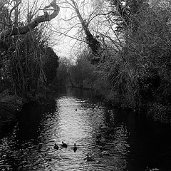 The River Lee at Wheathampstead, Herts.