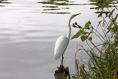 Great Egret – Greenbelt Lake, Greenbelt, Maryland