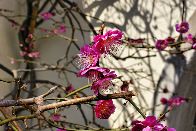 Japanese Apricot Blossoms #3 – National Arboretum, Washington D.C.