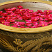 Camellias Floating in a Basin of Water – National Arboretum, Washington D.C.