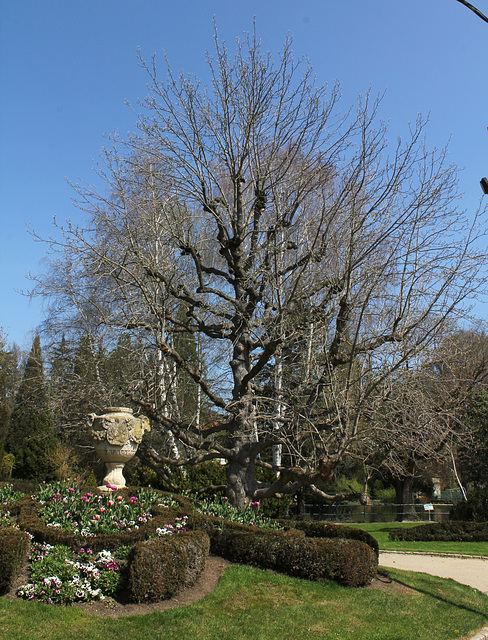 Magnolia acuminata Acci- avril 2013