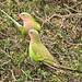 Princess parrots. Milieu naturel