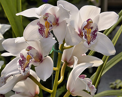 White Orchids – Brookside Gardens