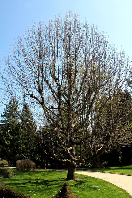Magnolia acuminata avril 2013
