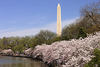 The Washington Monument at Cherry Blossom Time – Tidal Basin, Washington DC