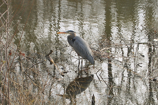 Blue Heron – Greenbelt, Maryland