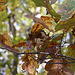 Late October Leaves – Greenbelt, Maryland
